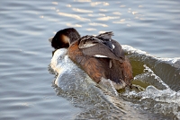 fuut (Podiceps cristatus) 4-2017 7524